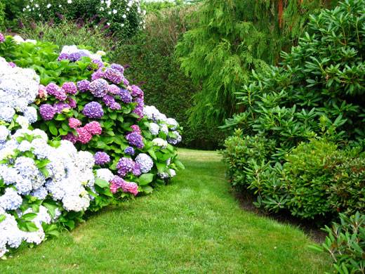 Lush Landscapes